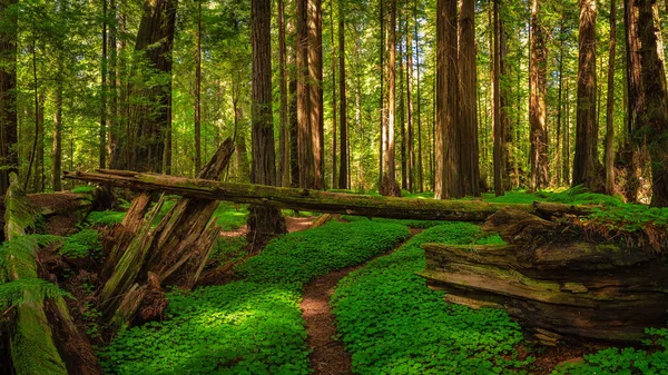 Redwood forest